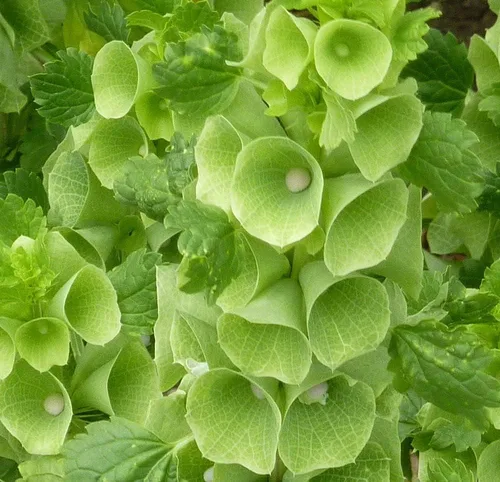 Vista 2 de Semillas Campanas de Irlanda Moluccella Shellflower Flores anuales