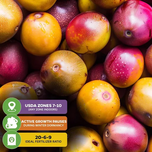 Vista 5 de Bounty Passiflora by Wellspring Gardens - Fruta dulce y jugosa - Crecimiento rápido y vigoroso - Ideal para enrejados, cercas y contenedores