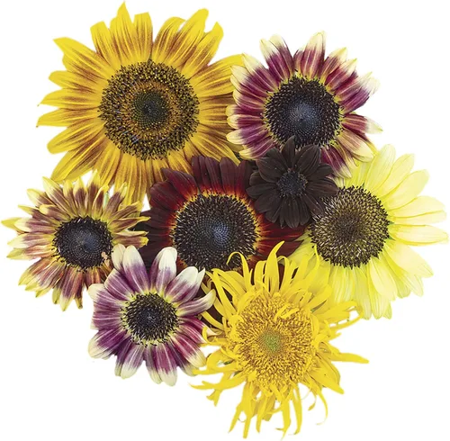 Vista 5 de Park Seed Evening Sun - Semillas de girasol orgánicas, tonos de atardecer multifloración de amarillo, naranja y rojo, fáciles de cultivar