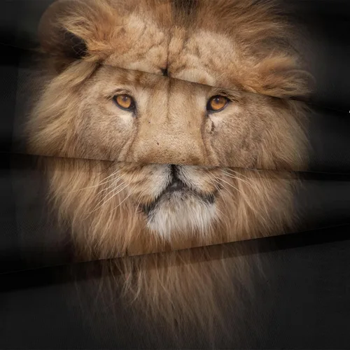 Vista 6 de Juego de edredón de león tamaño Queen con temática de animales salvajes, edredón de león negro, juego de ropa de cama con temática de safari de vida