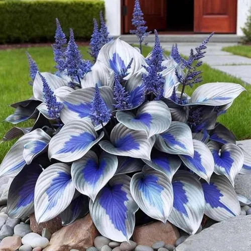 Vista 4 de Más de 365 semillas de Hosta para plantar plantas Hosta azules tolerantes a la sequía, raíces desnudas de Hosta perennes en forma de corazón