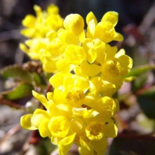 Vista 3 de Semillas altas de uva Oregon (Mahonia aquifolium) Paquete de 10 Semillas