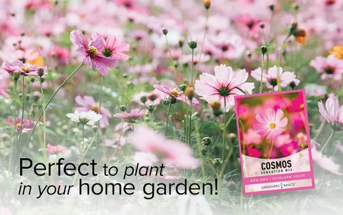 Vista 4 de Cosmos Seeds para plantar flores (mezcla de sensación) - Semillas de flores cosmo rosadas, polinizadas abiertas, sin OMG, ideales para jardines