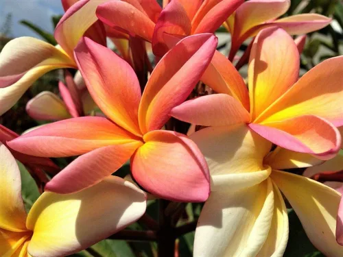 Vista 2 de Semillas de Plumeria de Colores Mixtos - Flor Lei Frangipani Mix Rosa Rojo Amarillo Blanco Jocad (10 Semillas)