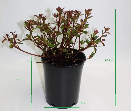Vista 2 de Athena's Garden Hino-Crimson Azalea 1G Pot Jardín Plantas Flores, Zen Cottage