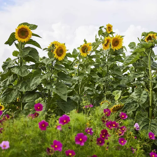 Vista 4 de Eden Brothers Semillas de girasol - Autumn Beauty
