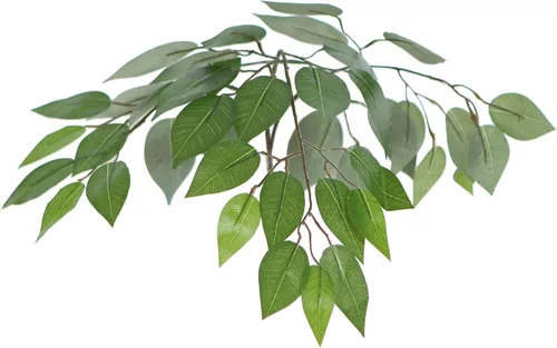 Vista 4 de De Vickerman: Arbusto de ficus artificial de 4 pies con hojas verde oscuro en canasta de mimbre decorativa