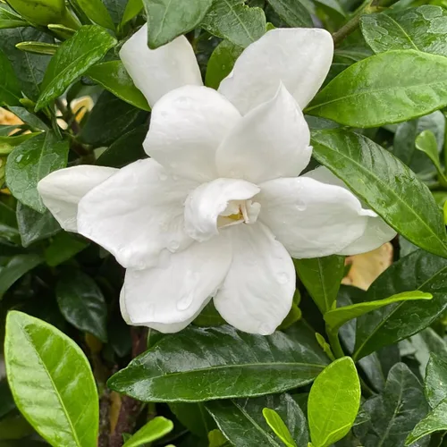 Vista 3 de Pillow Talk® Gardenia jasminoides - Ganadores probados - Maceta de 4