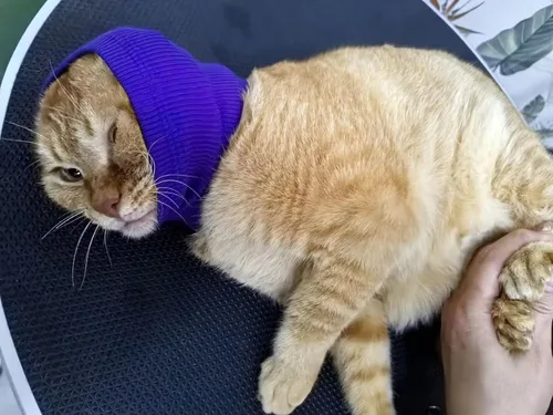 Vista 4 de Snood para gatos (paquete de 6), protección para la cabeza, hematoma, envoltura para las orejas, polaina para el cuello para gatos, azul, S