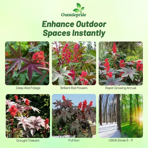Vista 2 de Outsidepride Semillas de ricino rojo brillante, 15 semillas anuales de flores tropicales de crecimiento rápido para plantar follaje vibrante