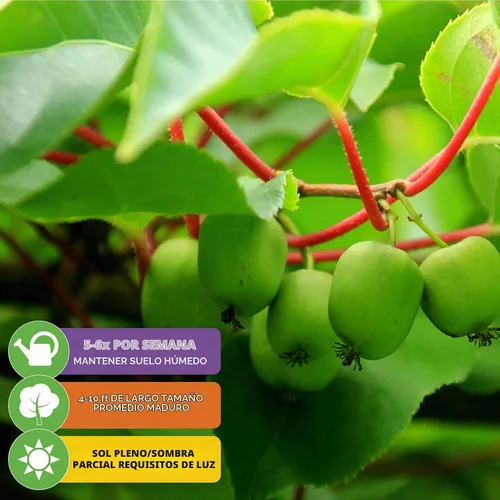 Vista 4 de Wellspring Gardens - Planta viva Issai Kiwi Vine (paquete de 1)