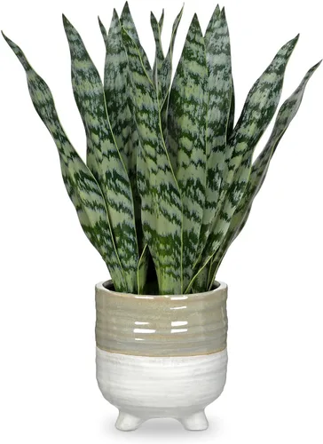 Vista 8 de Hollyone Planta de serpiente falsa de 12 pulgadas, pequeña planta de serpiente artificial en maceta con maceta de cerámica, planta Sansevieria