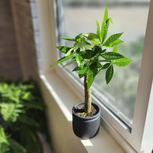 Vista 10 de Planta de Árbol de Dinero Viva, Árbol de Dinero Pachira Aquatica, Árbol de Dinero Feng Shui Pachira Aquatica, Planta Pachira Bonsai en Maceta