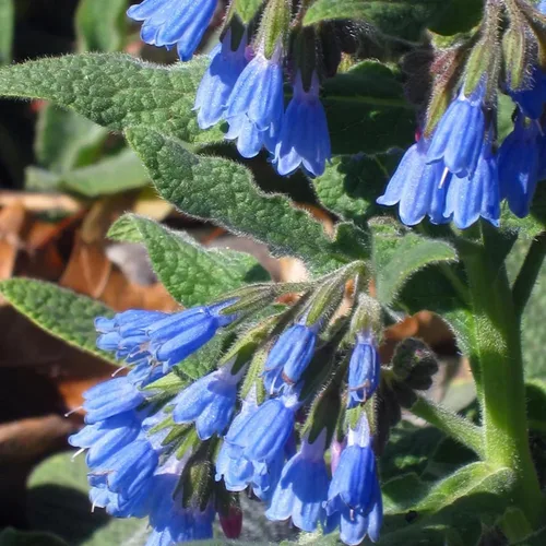 Vista 2 de 80 semillas de consuelda Symphytum Officinale - Semillas de jardín frescas reliquia sin OMG