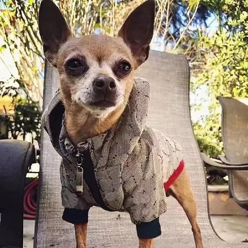 Vista 7 de Sudadera con capucha para perro de invierno, ropa de lujo para perro, ropa clásica para mascotas, abrigo de bulldog francés, ropa de cachorro