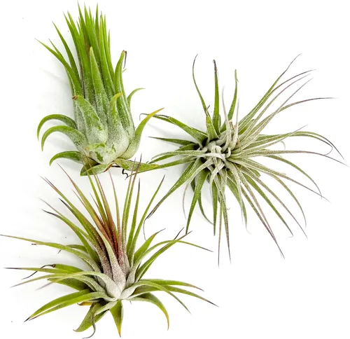 Vista 16 de ragnaroc Plantas de aire – Druida Tillandsia Ionantha, Regular 2-3 pulgadas – 3 ct – Llegada viva garantizada – Plantas de interior para decoración
