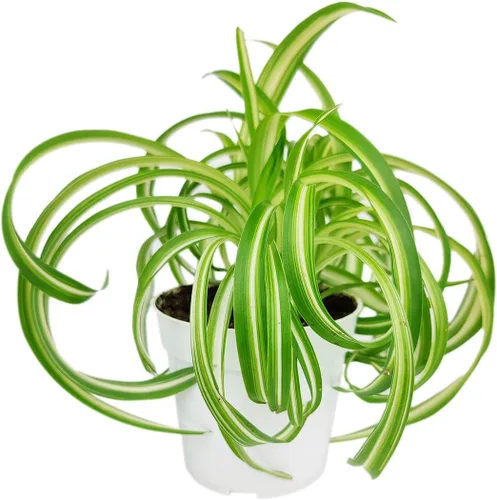 Vista 2 de Live Houseplant - Planta de araña rizada Bonnie de 4 pulgadas, planta de interior de fácil cuidado, plantas de interior vivas - Plantas