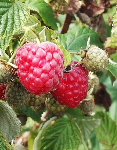 Vista 2 de 200 piezas de semillas de frambuesa roja frambuesa roja fruta dulce vigorosa resistente al frío