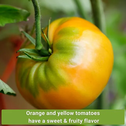 Vista 3 de Sow Right Seeds - Colección de semillas de tomate amarillo y naranja para plantar - Brandywine, Jubilee, Kellog's Breakfast, pera amarilla y cereza