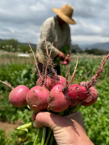 Vista 4 de Plant Good Seed Semillas de rábano Organic Pink Beauty – Paquete de 125, semillas tradicionales para plantar verduras – Suministros de jardinería