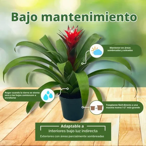 Vista 5 de BubbleBlooms Bromelia roja en una olla de 4 pulgadas Guzmania monostachia