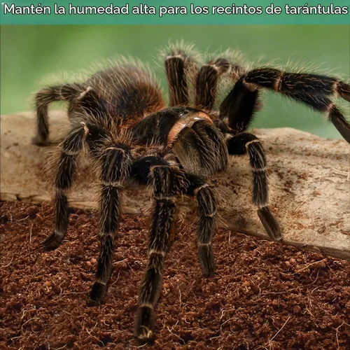 Vista 4 de Halatool - Paquete de 1 sustrato de fibra de coco comprimido para reptiles 1 Paquete