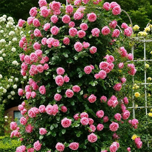 Vista 2 de Más de 120 semillas de rosas de colores para plantar, semillas de plantas tradicionales no transgénicas, atraen abejas y mariposas