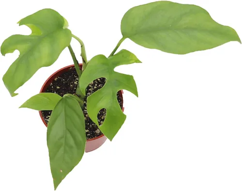 Vista 2 de Mini Monstera - 4'' de California Tropicals