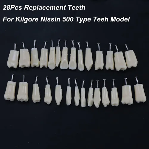 Vista 2 de Dientes dentales Typodont modelo 28 dientes extraíbles compatibles con Kilgore Nissin estudio de enseñanza completamente desmontable, con un