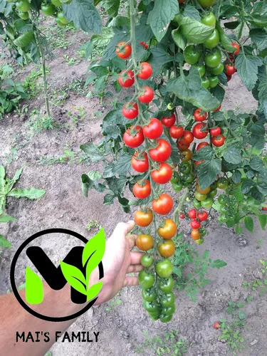 Vista 3 de Tomate Cherry - SUPERSWEET 100-100 Semillas - Orgánico [Familia Mai]