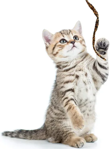 Vista 7 de Sumind 3 piezas de varita de gato de la selva para gato, teaser encantador, juguetes interactivos divertidos varita gatito juguete, 3 estilos