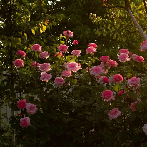 Vista 8 de CarpetC - Más de 150 semillas de rosa rosa para plantar, arbusto perenne de flores fragantes, reliquia sin OMG para bordes de jardín, contenedores