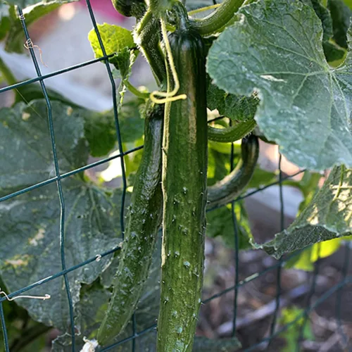 Vista 3 de CHUXAY GARDEN Semillas de pepino de jade de China, 25 semillas de pepino sativus, vegetales verdes deliciosos vegetales orgánicos no transgénicos