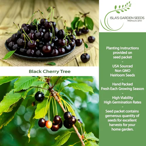 Vista 2 de Semillas de cerezo negro (Prunus serotina, cereza negra silvestre) – Más de 25 semillas sin OMG y reliquia, flores fragantes y frutas comestibles