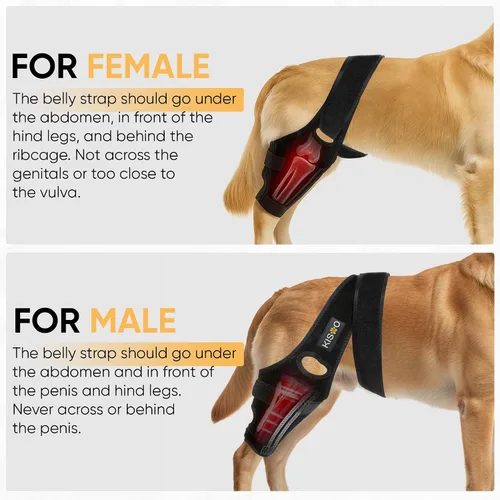 Vista 7 de KISAO Rodillera para perro para pierna trasera de ACL desgarrada, rodillera ajustable para aliviar el dolor de artritis para perros, compresión