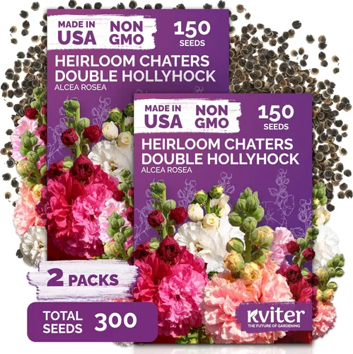 Vista 8 de KVITER 2000 semillas de encaje de la reina blanca Anne (Ammi Majus), paquete de 2 – Flor de obispo, reliquia, flor silvestre orgánica y sin OMG