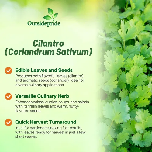 Vista 3 de Outsidepride Semillas anuales de jardín de hierbas de cilantro cilantro para microverdes, brotes y cocina de 1 oz