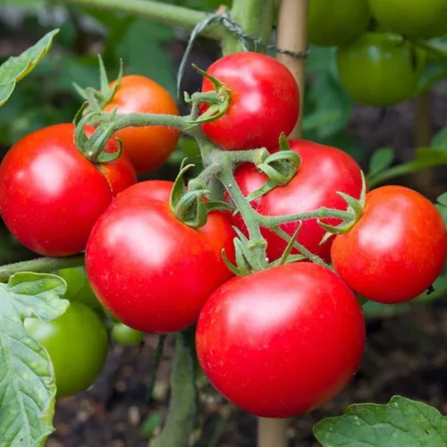 Vista 2 de TomorrowSeeds - Semillas de tomate Moneymaker Vine - Más de 100 unidades - para plantar tomates indeterminados 2025 Cordon sin OMG EE. UU. Frutas