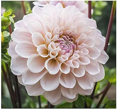 Vista 2 de Sweet Miss Nathalie Dahlia - Tubérculo de raíz desnuda de 5 galones, color rosa, hermosas flores rosadas para plantar en primavera 2025, ideal