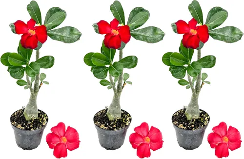 Vista 7 de ragnaroc Suculentas vivas – Rosa del desierto Adenium Obesum 15-25 cm de altura en maceta de 10 cm - 1 unidad - El color al florecer puede ser rosa