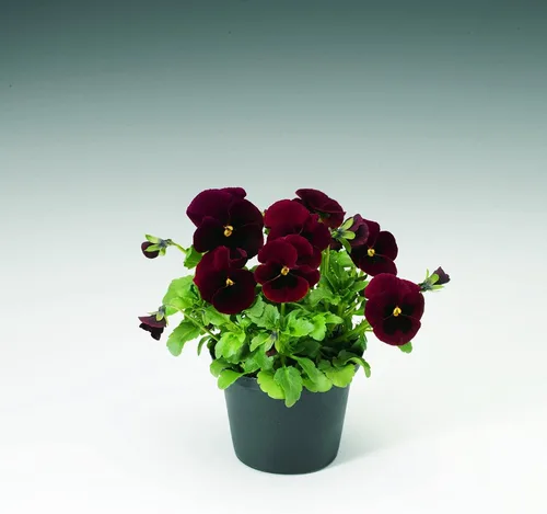Vista 5 de Semillas de Viola Arkwright Ruby Viola Cornuta Pansies Red 40+ Semillas para plantar Planta de Floración Larga