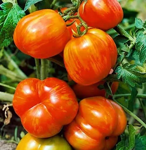 Vista 2 de Más de 30 semillas gigantes de tomate Mr. Stripey de 1-2 libras, sin OMG, bajas en ácido, indeterminadas, polinizadas abiertas, sabor rico
