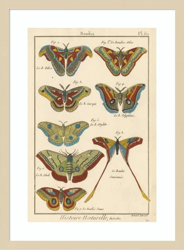 Vista 13 de Amanti Art Lienzo decorativo para pared enmarcado de 24 x 18 pulgadas, diseño de mariposas de naturaleza III de historia, arte de pared de animales