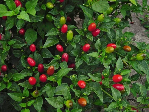 Vista 7 de Chile Pequin Peppers - Pequeños chiles rojos brillantes - Empacan un ponche (10 - Semillas)