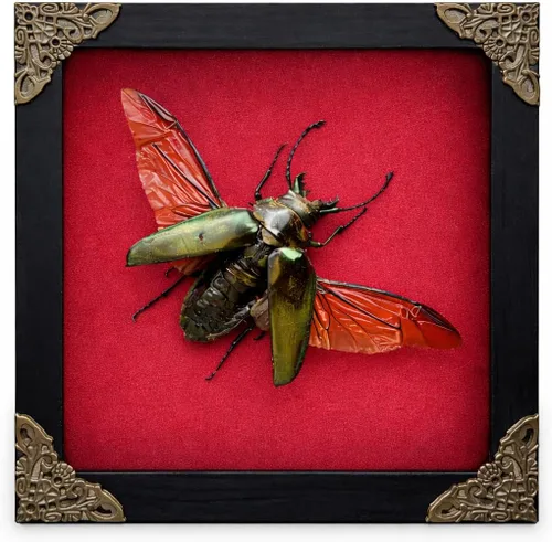 Vista 133 de 2 Real Dragonfly Specimens Shadow Box Framed Insect Display Oddities Curiosities Entomology Collection Natural History Wall Decor Gift for Nature