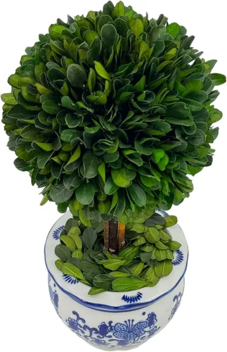 Vista 5 de Galt International Árbol topiario de bola de boj preservado naturalmente en maceta redonda de cerámica pintada a mano azul y blanca – Decoración