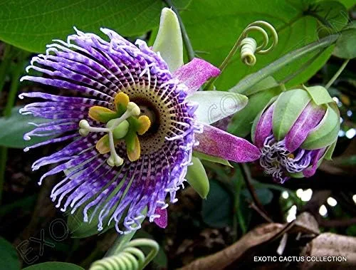 Vista 2 de Dulce Granadilla Passiflora Ligularis Granadilla Maracuyá Floración jocad (10 Semillas)
