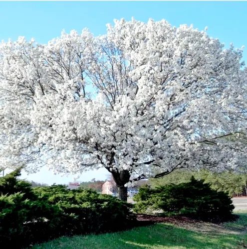 Vista 5 de 20 semillas de cornejo en flor Hermosas semillas de árbol en flor para plantar - Cornalina
