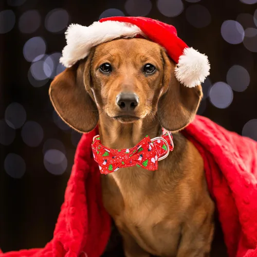 Vista 6 de Collar de perro con lazo, collares de Navidad con lazo desmontable y hebilla de metal, collar ajustable, regalo para perros pequeños, medianos