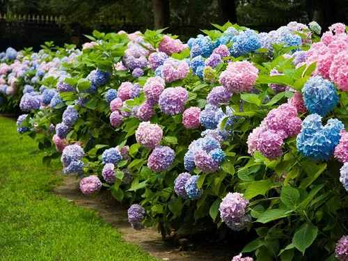 Vista 2 de Endless Summer, hortensia